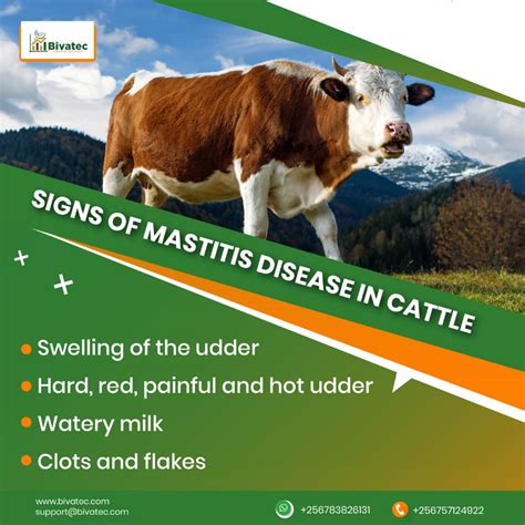 The Silent Killer: Understanding Mastitis Disease in Cattle and How to Prevent It