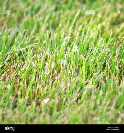 Grass close up Stock Photo - Alamy