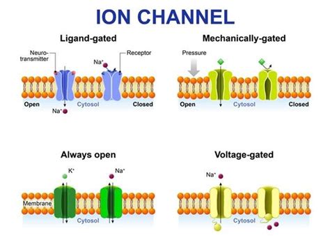 Leveraging the ion channel platform for lead generation in atrial ...