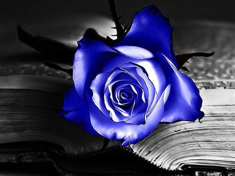 wallpaper: Blue Rose Wallpapers