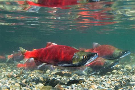 Salmon Underwater Stock Photos, Pictures & Royalty-Free Images - iStock