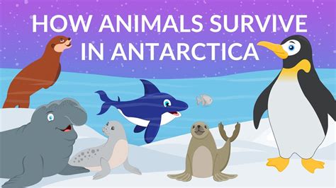 How do Animals Survive in Antarctica | Animal Life in Antarctica | Video for Kids - YouTube