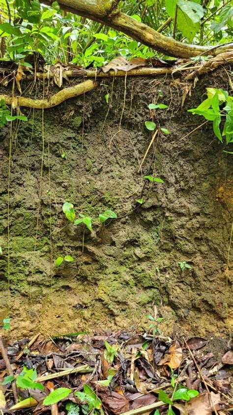 Unearthing the Amazon’s Dark Secret: How Ancient Soil Can Boost Forest Restoration Across the Globe