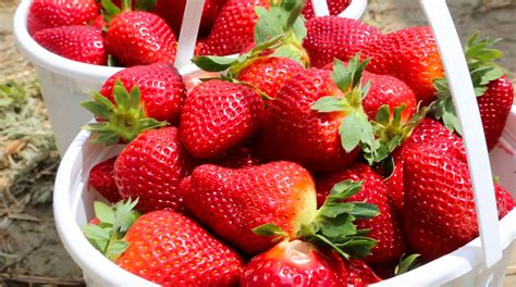 Lowcountry Strawberry Festival - Boone Hall Plantation & Gardens