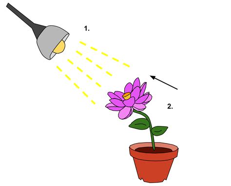 Activity 7.2 NCERT class 10 Science Control and Coordination - Studdy