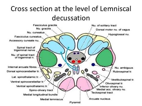 Cross section at Level of inferior olivary nuclei | Anatomy, Nervous ...