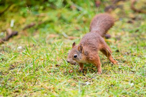 Squirrels in the forest | Harald's Photo Blog