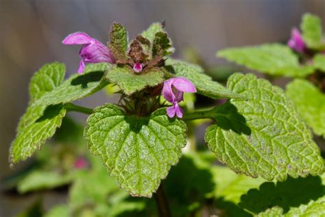 10 Frequent Garden Weeds in Ohio (2023 Information) - househavenz.com