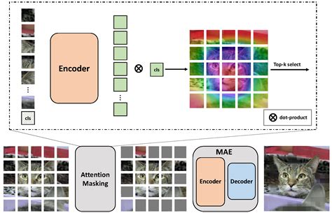 Masked Autoencoders are Robust Data Augmentors | Papers With Code