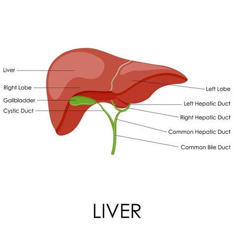 Pin on Liver Cleanse