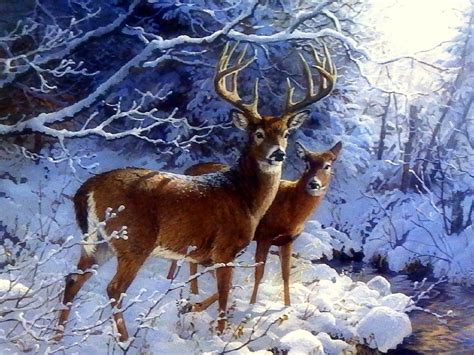 deers in the snow | Winter animals, Deer pictures