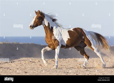 American Paint Horse. Tobiano stallion galloping in the desert. Egypt Stock Photo - Alamy