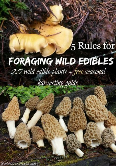 5 Rules for Foraging Wild Edibles + 25 Wild Edible Plants - Melissa K ...