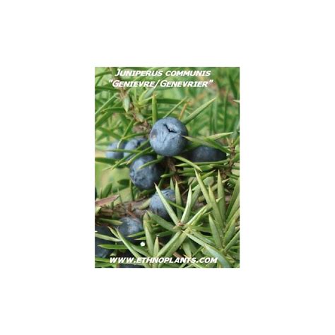 Juniper seeds, Juniperus communis for sale