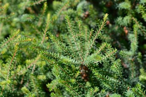 A Light Annual Prune Can Bring Out The Best Of Your Heather - Irene Lang Shares How ...