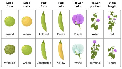 Chapter 8 Genetics