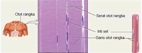 Jaringan Otot Rangka - Homecare24