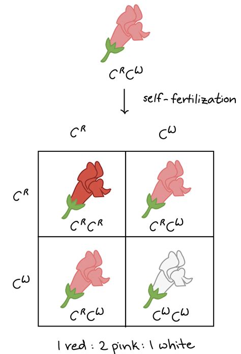 2.2: Multiple alleles, incomplete dominance, and codominance - Biology ...