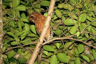 Jamaican Owl - Pictures and facts - Birds @ thewebsiteofeverything.com