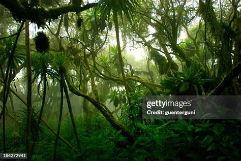 Congo Rainforest Photos and Premium High Res Pictures - Getty Images