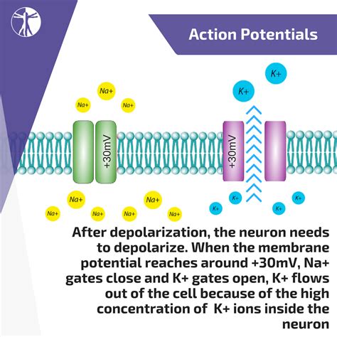 Neuron Depolarization