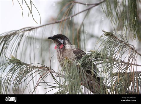 Australian wattle bird Stock Photo - Alamy