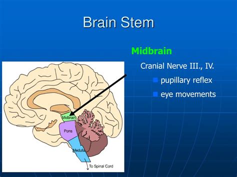 PPT - Gross anatomy and development of the brain stem and cerebellum. Fourth ventricle ...