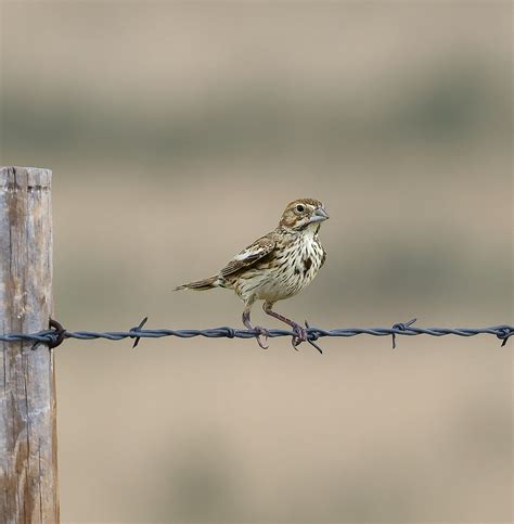 Lark Bunting (female) | BirdForum