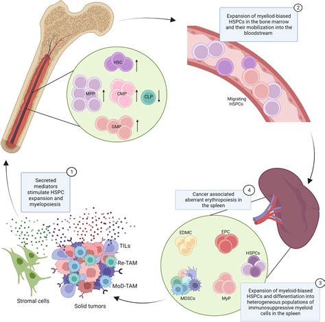 Frontiers | Hematologic dysfunction in cancer: Mechanisms, effects on ...