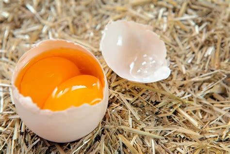 Double Yolk Eggs Explained: Why They Happen and Much More… | Chickens And More