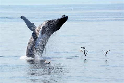 Whale Watching in Provincetown — Plan Your Trip