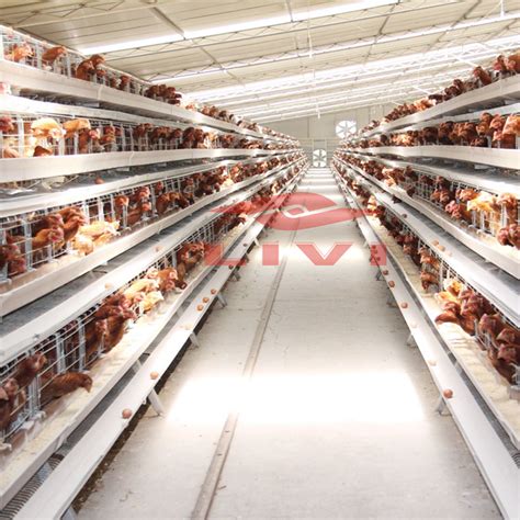 Chicken farming equipment is essential for chicken farming in Nigeria ...