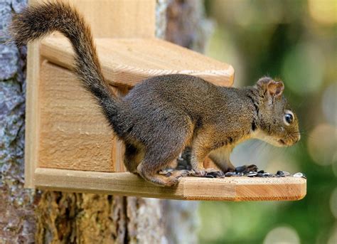 13 DIY Squirrel Feeder Ideas for Your Yard | Squirrel feeder, Squirrel, Indoor cat