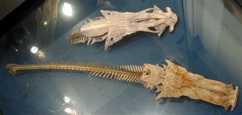 Image*After : image : death fish skeleton spline fishbone bones bone fossil fossils extincted ...