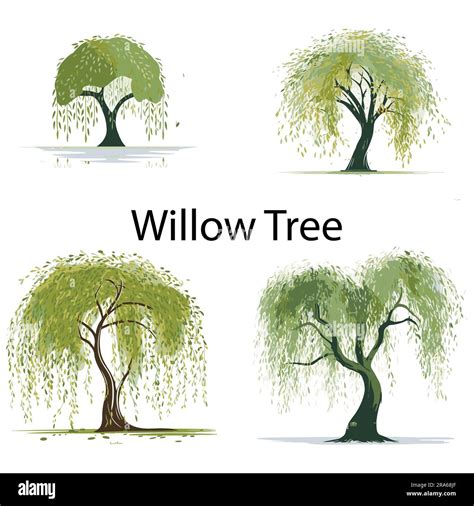 A set of Flat Willow Tree Vector illustration Stock Vector Image & Art - Alamy