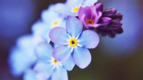 Violet flower, flowers, macro HD wallpaper | Wallpaper Flare