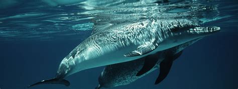 Dolphins and Porpoises | Species | WWF