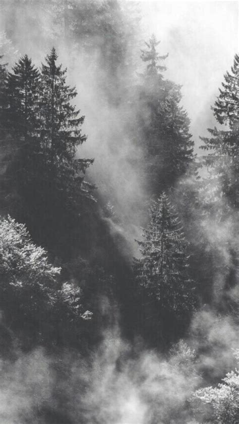 Aesthetic Black And White Forest Wallpaper - Mural Wall