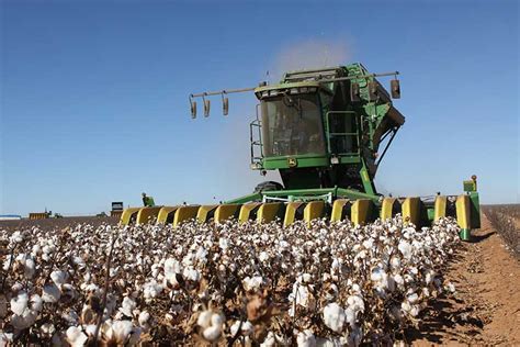 Cotton crop could be largest in decade - Texas Farm Bureau