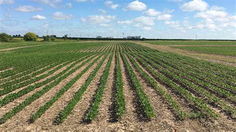 Dicamba- and Glyphosate-Resistant Soybeans | Roundup Ready 2 Xtend ...