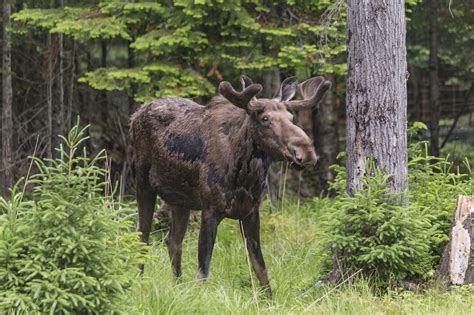 Where to see wildlife in Denali National Park