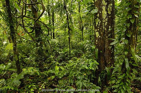 Minden Pictures - Tropical rainforest understory, Yasuni National Park declarned a UNESCO ...