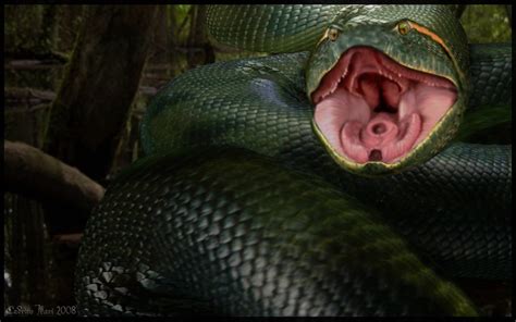 Animals world: Anaconda wallpaper Big Anaconda snakes