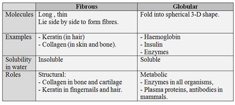 #14. Globular and fibrous proteins - haemoglobin and collagen | Biology Notes for A level