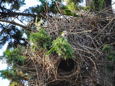 Monk Parakeet Nesting (Behavior, Eggs + Location) | Birdfact