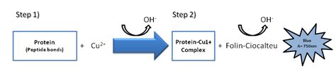 Lowry Assay Principle and procedure