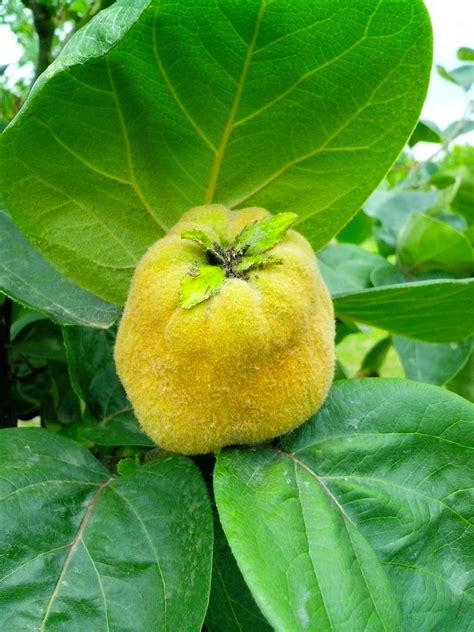 Free picture: fruit, quince, tree