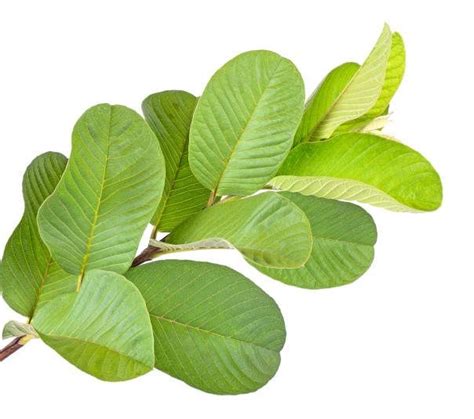 Top 20 Guava Leaves Benefits For Skin, Hair and Health | Benefícios da goiaba, Goiabeira, Goiaba