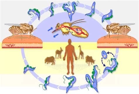 Trypanosoma Brucei Life Cycle