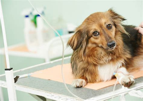 How Much Does Dog Hip Dysplasia Surgery Cost?